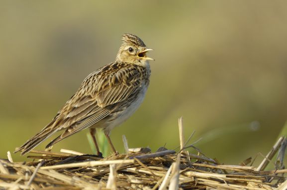 Die Feldlerche – der Vogel des Jahres 2019 Foto: Manfred Delpho/ www.nabu.de