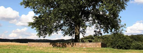 Karl-Schäfer-Eiche am Oberwald in Brensbach